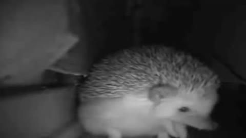 The hedgehog sneezed and farted at the same time