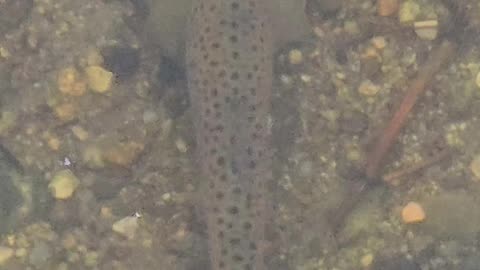 Trout in the river filmed from a bridge / beautiful fish in the water.