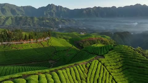 The owner of the tea garden, the life of the tea farmer, is a good partner to relax yourself