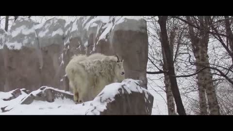 MOUNTAIN GOATS - These Creatures Don’t Care About The Laws Of Physics Despite Their Hooves8