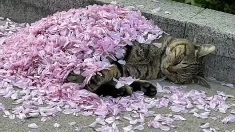 Flower petals for a blankie 🤣😍👍