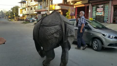 Wild Rhino at city