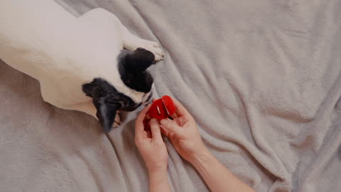 Man Shows His Dog A Wedding Ring