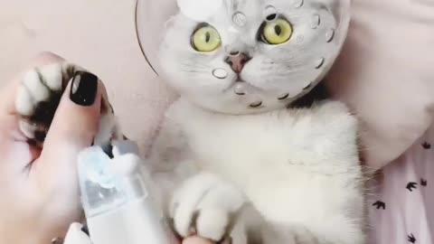Nail cutting funny moment with owner and cat