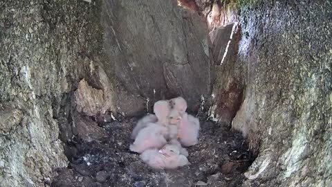 Kestrel Chicks All Alone After Mum Disappears-10
