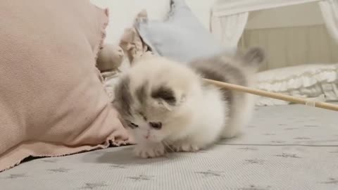 Cute Cats - Funny Cats | Cat Videos