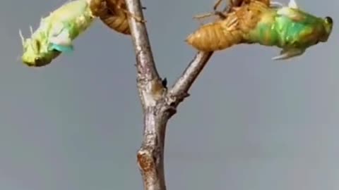 How do cicadas molt?