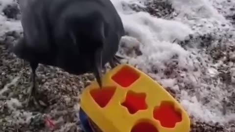 crow vs human