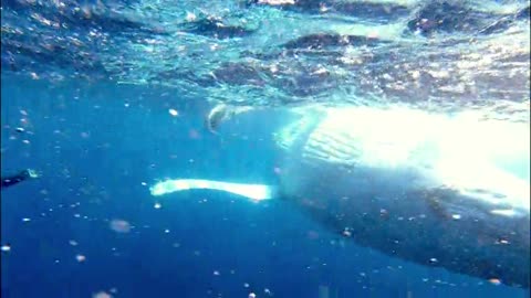 Friendly humpback whale gives woman the experience of a lifetime