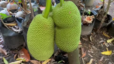 Indonesian honey jackfruit tree