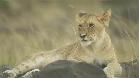 Lioness Taking Rest On Grassland Wildlife Animals Wildlife Lion Pride Lioness