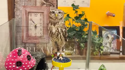Visiting Japan's Owl Cafe_Bird Cafe🦉 _ TORINOIRU CAFE YANAKA
