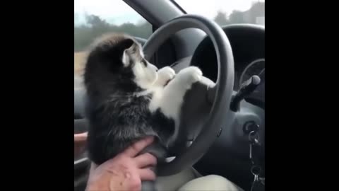 Paws on the Wheel: Puppy Takes the Driver's Seat!