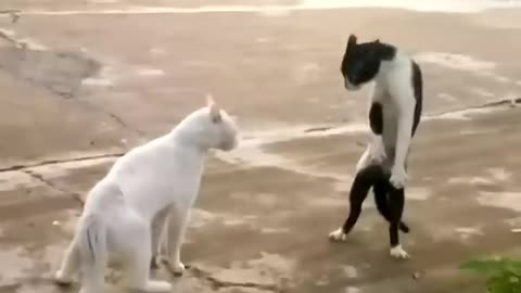 Animals Kung Fu 🔥