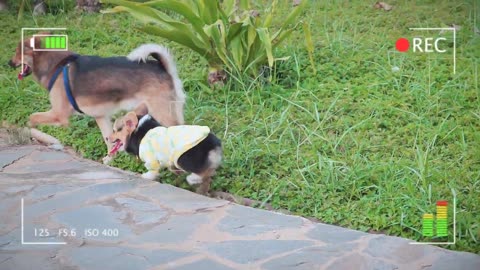 Handsome Corgi Playing With His Friends So Funny 2 _ Viral Dog(720P_60FPS