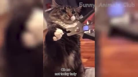 Funny Animal Videos 2022 - Funniest Cats And Dogs Videos #35