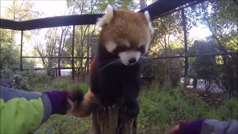 Most Adorable Red Panda - CUTEST Compilation