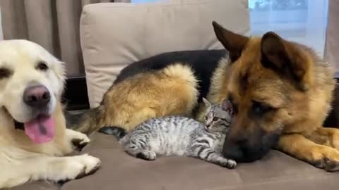 German Shepherd and Golden Retriever are Best Friends for Kitten