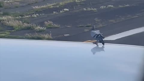 Pidgeon Surprised by Planes High Speeds
