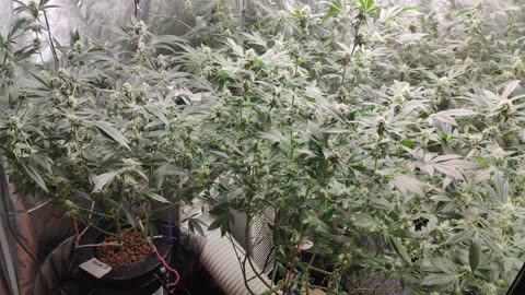 Day 28 from flip FOG/AR (Clones), Blackberry Hammer (Clones) Hash Run