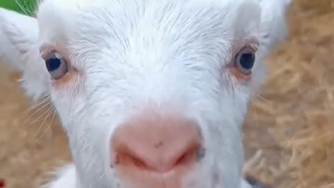 BABY GOAT MAKING A FUNNY NOISE