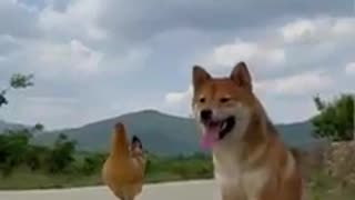 Dog and chicken love❤️❤️