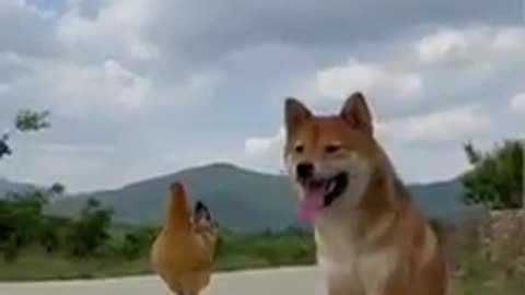 Dog and chicken love❤️❤️