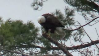 Bald Eagles building a nest