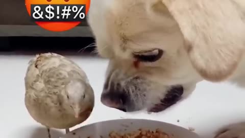 🤣Laugh Out Loud With These Funny Animal Videos🧡 _ Animals LOL Moments #funnyanimals #funnydogs.mp4