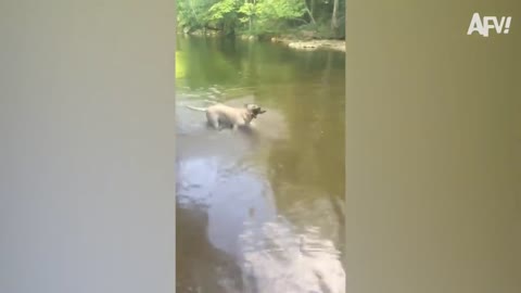 The 'MasterDog' is Spinning a Stick around his head 🤣 🤣. 🤣 🤣 🤣So amazing