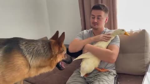 German Shepherd is Shocked to see a Duck for the First Time!