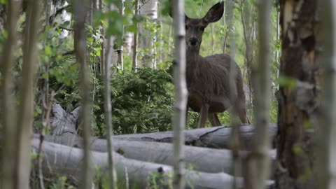 Doe eating and moving through the aspen forest