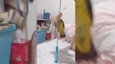 This Parrot Has Great Pole Dancing Skills