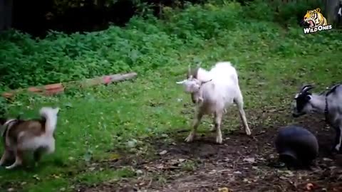 The most amazing crazy Goat attacks