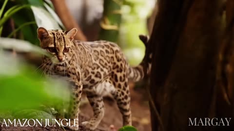 Unseen Amazon Margay: The Stealthy Jungle Predator | Stunning Wildlife Documentary 🐆🌿