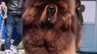ONE OF THE BIGGEST DOGS IN THE WORLD
