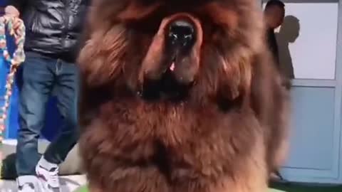 ONE OF THE BIGGEST DOGS IN THE WORLD