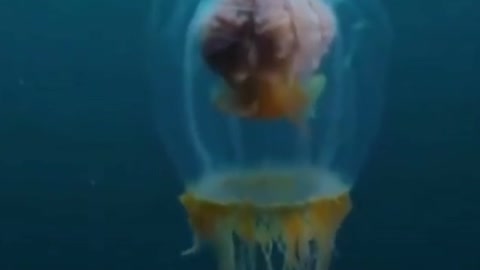What is this yellow thing inside the jellyfish?