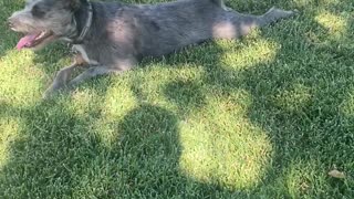 Pepper the Dog Crawls Around Park Like a Snake