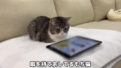 When I gave an iPad to my cat, it was so cute to play games all the time.