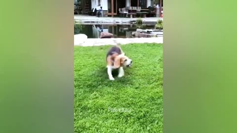 Funny Cats 🐈 and Dogs 🐕 Videos😆😆