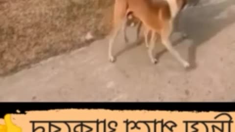 _Bangla dog funny video with song_