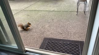 Handfeeding Squirrels