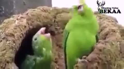 A parrot sings and dances