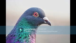 Pigeon Sounds