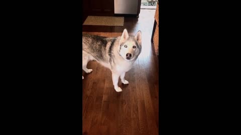 Zeus The Stubborn Husky Protests His Treat