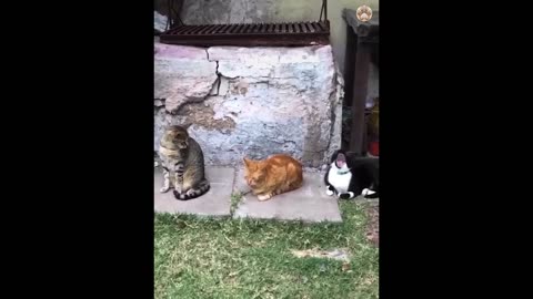 New Funny Animals 😁 😁Funniest Cats And Dogs Videos