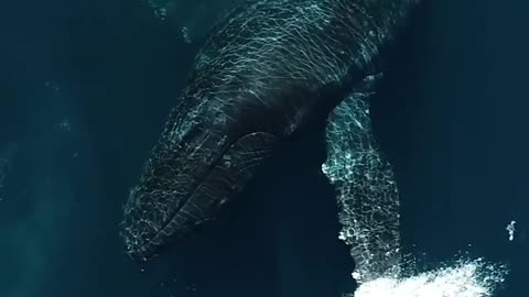 109 seconds of breathing with whales 🐳