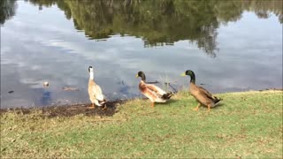 Ducks