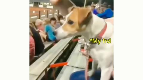 Funny Dog| Shaking head | 😂